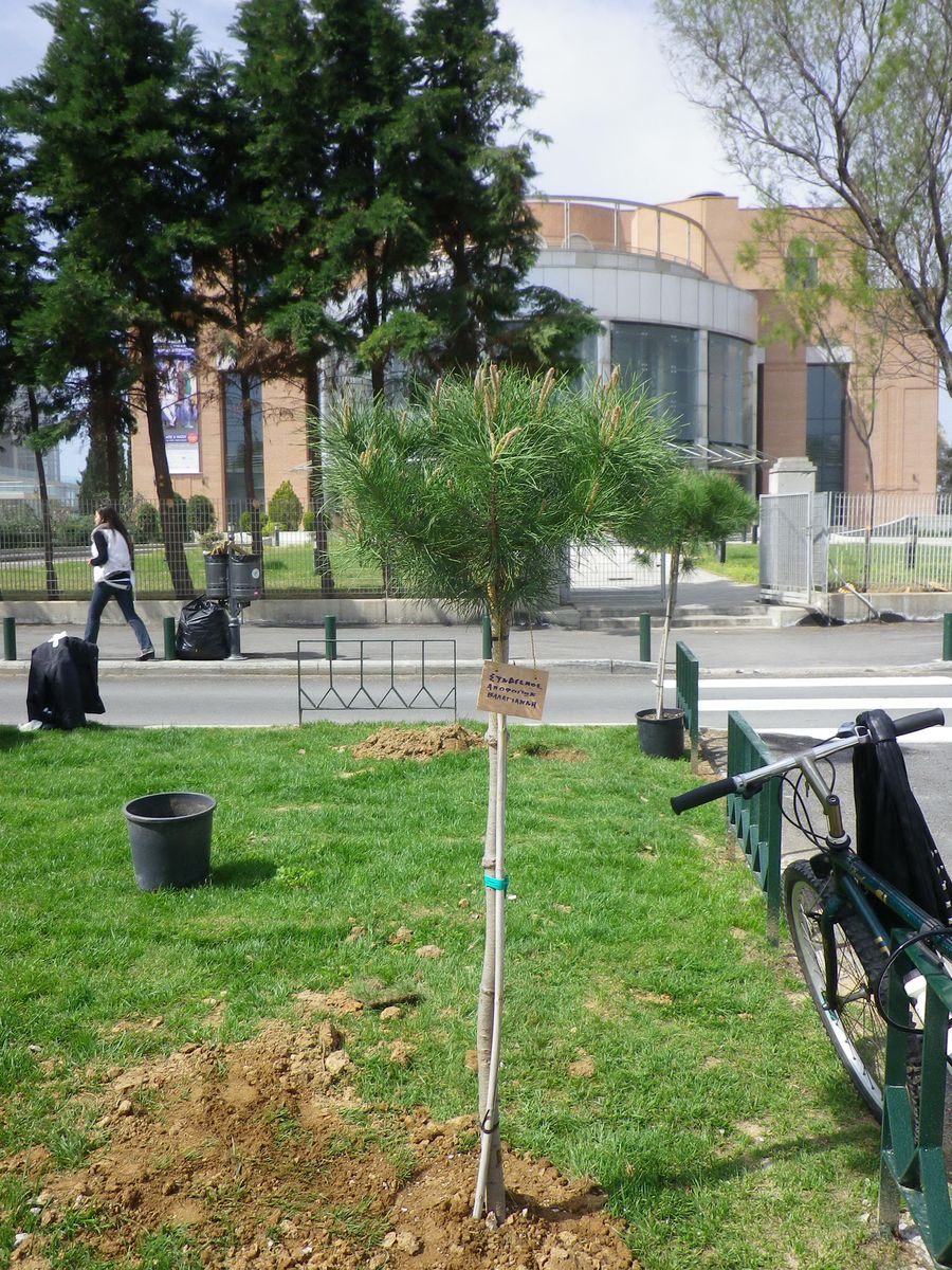 2013 - Δενδροφύτευση στο Μ.Μ.Θ